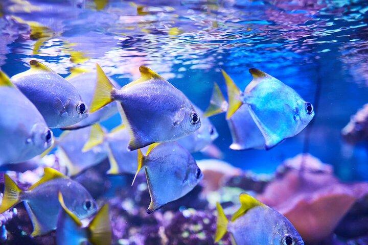 From Sharm: Ras Mohammed Snorkeling Trip, Magic Lake & Allah Gate