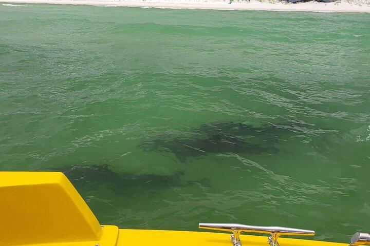 Hydro Rocket Dolphin Sightseeing Boat Tour from Destin