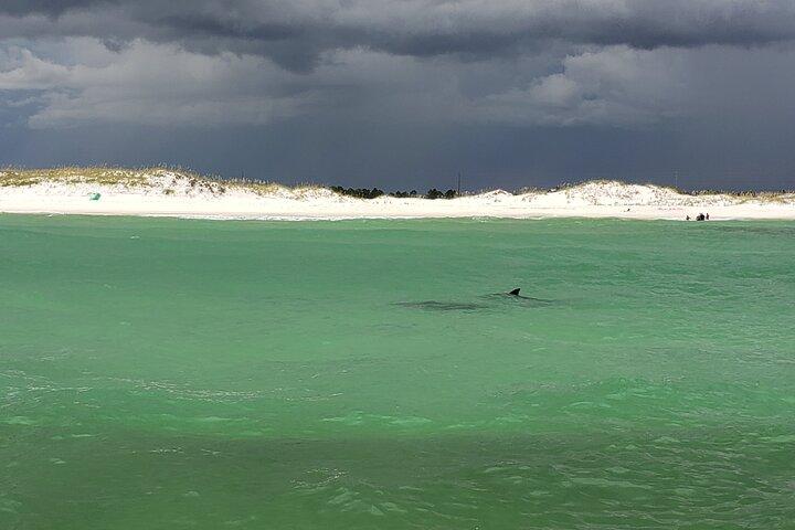 Hydro Rocket Dolphin Sightseeing Boat Tour from Destin