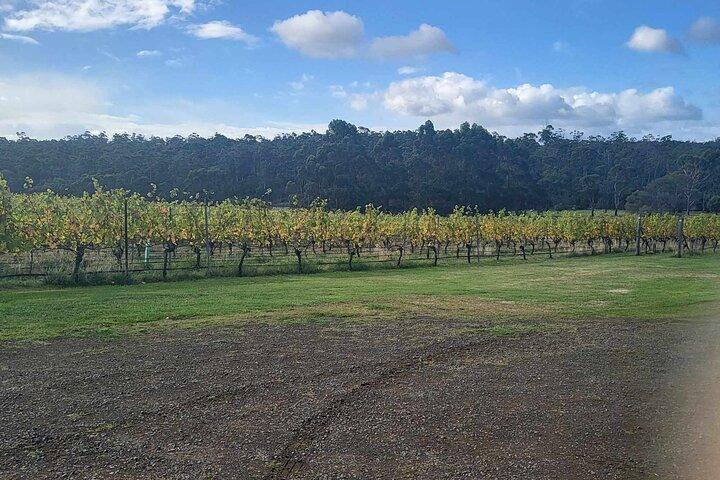 Huon Valley Wine and Cider Tour - Hobart and SE Tasmania
