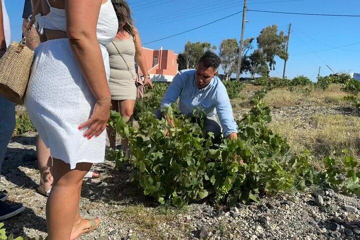 Santorini Wine Abundance : 4 Wineries & Greek Lunch