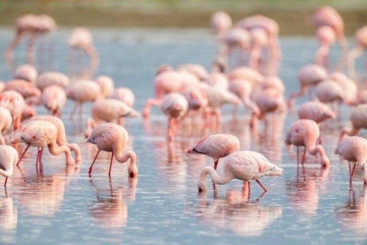 Full Day Ngorongoro Crater Adventure