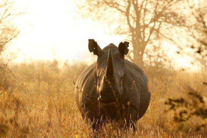 Full Day Ngorongoro Crater Adventure