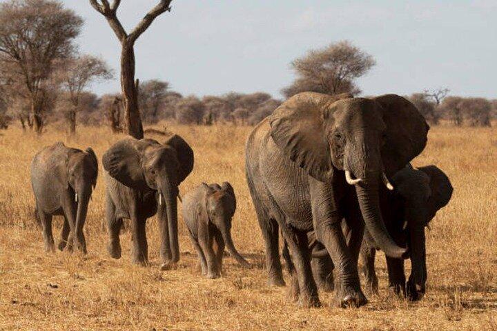 Nature's Canvas, 2 Day Safari to Tarangire & Ngorongoro Crater