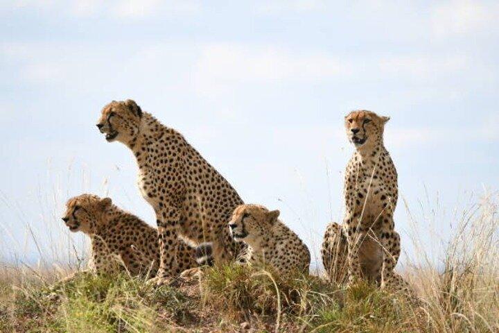 Nature's Canvas, 2 Day Safari to Tarangire & Ngorongoro Crater