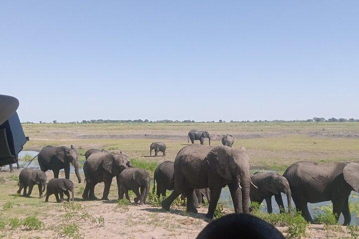 The Chobe Safari Day trip from Livingstone