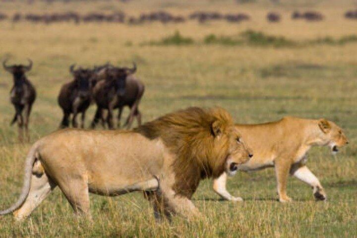 4 Days Safari Tour in Tanzania’s most Iconic Parks