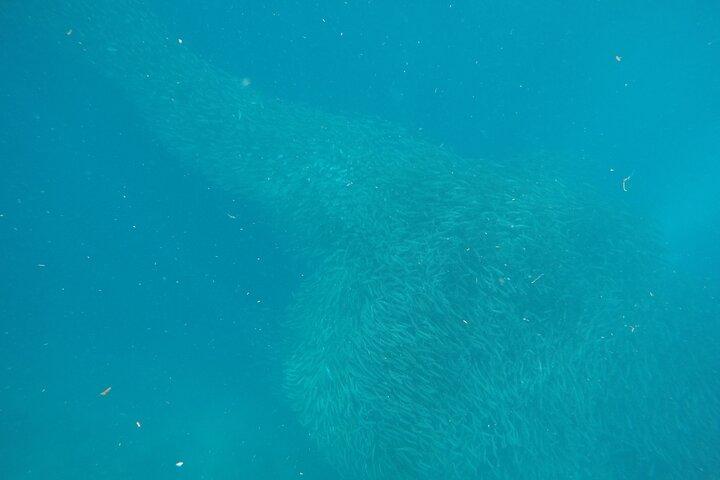 Whale Shark Snorkeling, Kawasan Falls, Sardines Run from Cebu