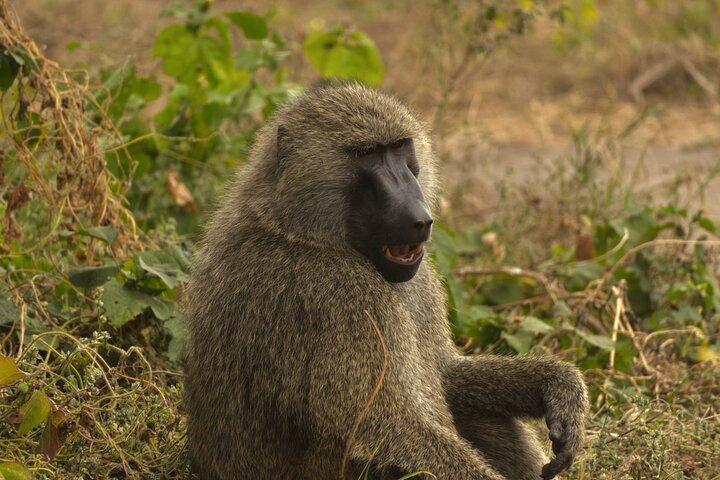 Experience and Visit Tarangire National Park