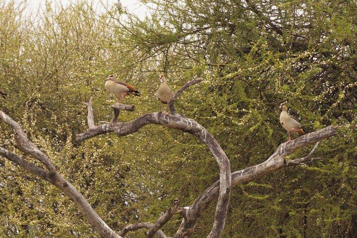 Experience and Visit Tarangire National Park