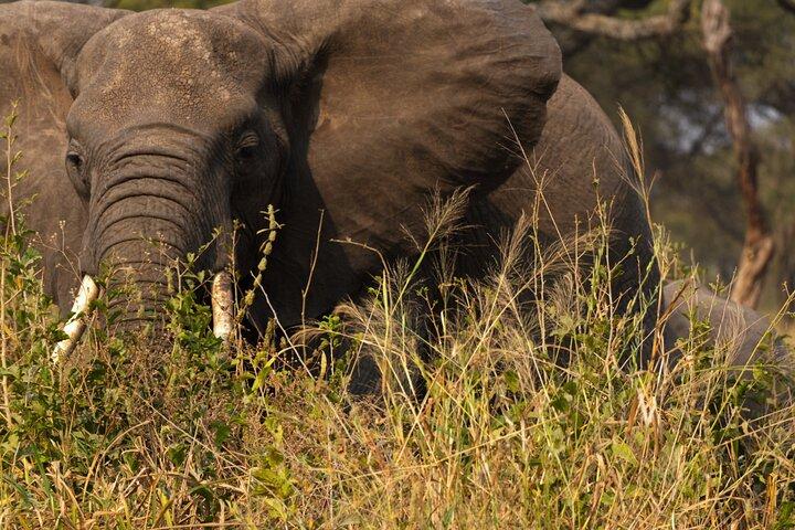 Experience and Visit Tarangire National Park