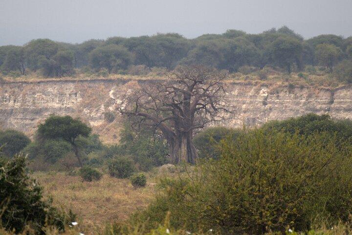 Experience and Visit Tarangire National Park