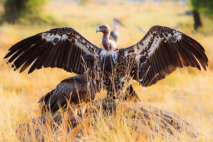 3 Days - Amazing Safari Serengeti and Ngorongoro Crater