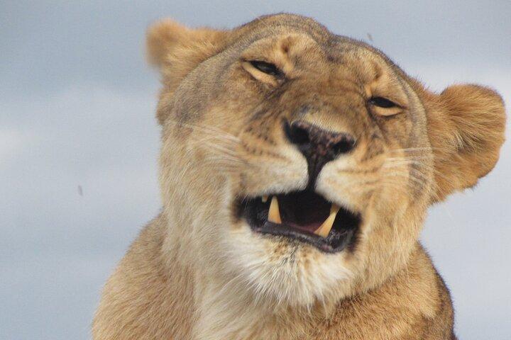 12 Days Memorable Kenya and Tanzania Safari