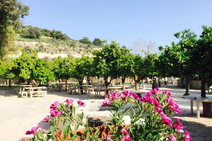Cypriot Traditions and Donkey Adventures