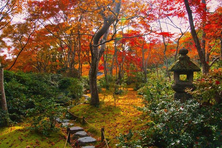 Kyoto Arashiyama: Fall Foliage Walking Tour【Autumn's limited】