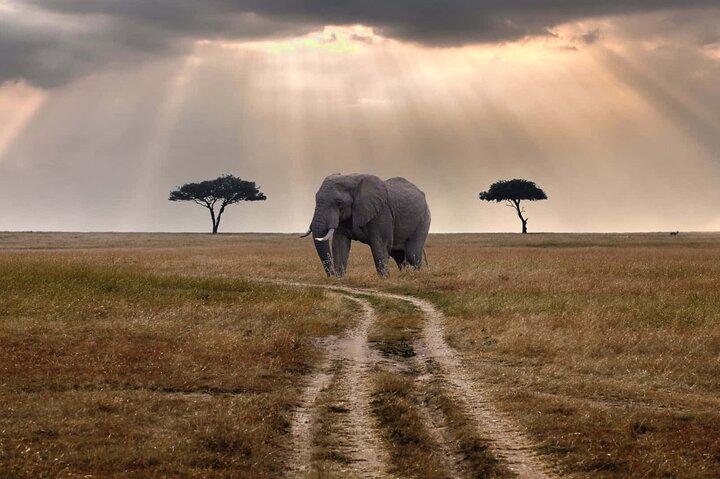 2 Days Classic Maasai Mara Safari