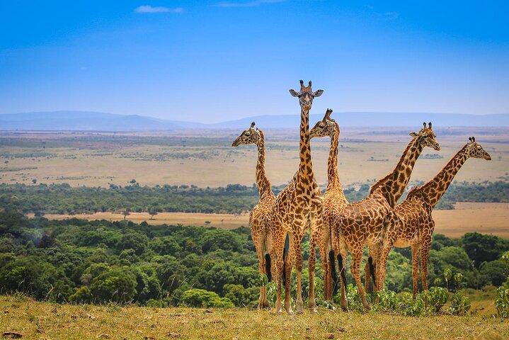 2 Days Classic Maasai Mara Safari