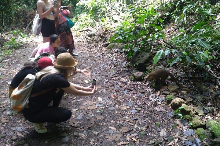 Rio : Half-Day Jeep Tour at Tijuca Forest