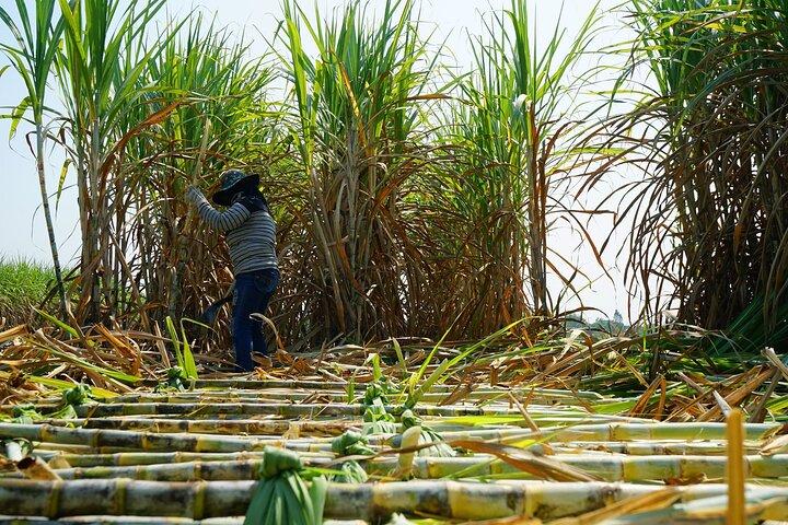 Chalong Bay Rum Distillery Experience