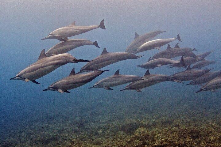 Kauai Scuba Diving for Beginners