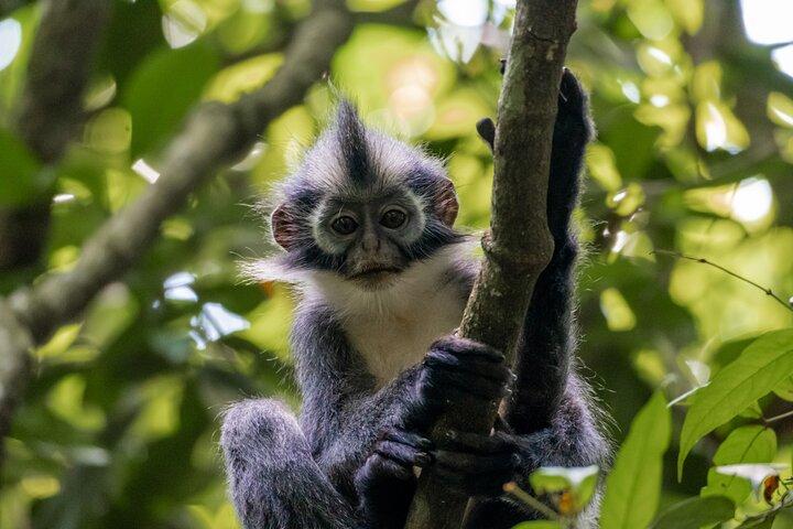 2 Days Ethical Jungle Trek in Sumatra