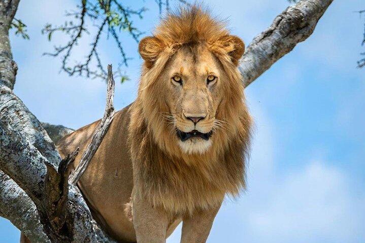 12 Days Memorable Kenya and Tanzania Safari