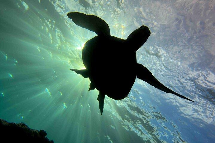 Kauai Scuba Diving for Beginners