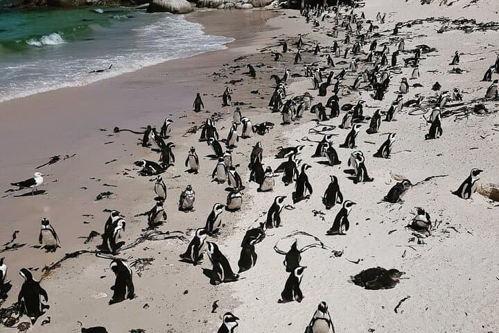 Peninsula Full Day Private Tour