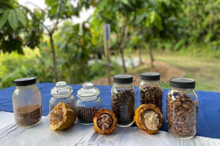 Small Group Cacao Walking Tour in Puerto Rico