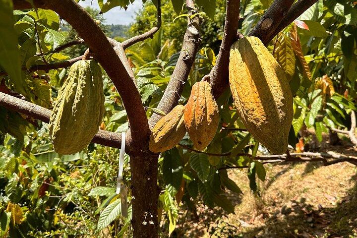 Small Group Cacao Walking Tour in Puerto Rico