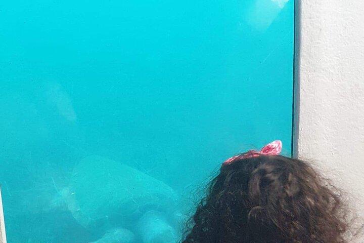Sunset Cruise with Turtle Watching and Unlimited Drinks
