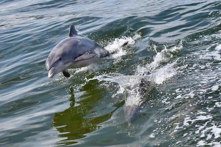 St. Augustine Dolphin Watch and Historical Harbor Tour