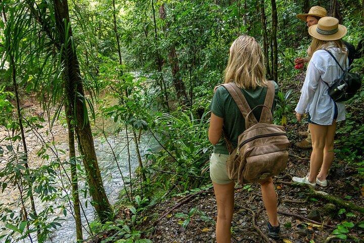 Beautiful Daintree Waterfall Walk, Magical Swim & Heavenly Lunch