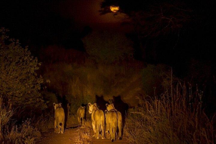 Night Safari Adventure with Bush Dinner