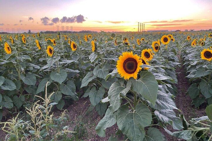 The Ultimate Miami ATV Escape: Sunset Glow & Sunflower Tours