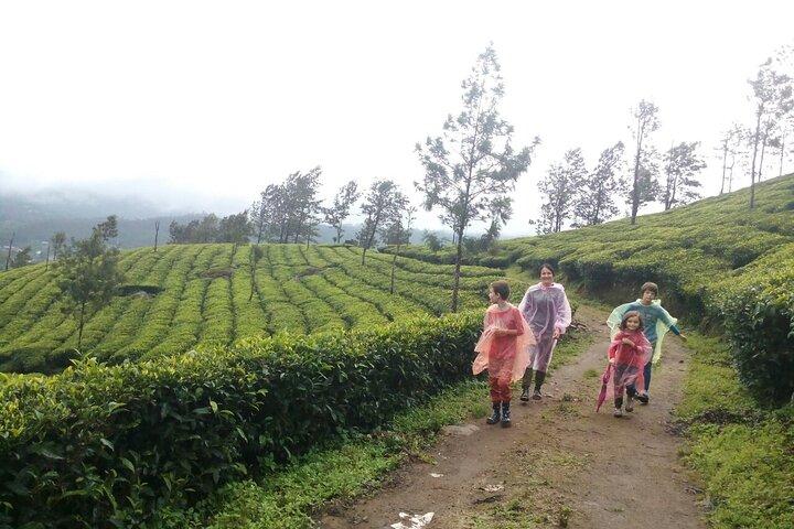 Munnar Tea Plantation Evening walking with Sunset View