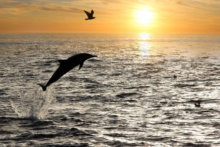 Medulin: 85% Dolphin Sunset Cruise, All-Inclusive & Face Painting