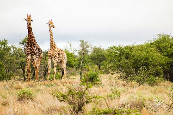 8-Day Private Safari Tour of Kenya from Nairobi