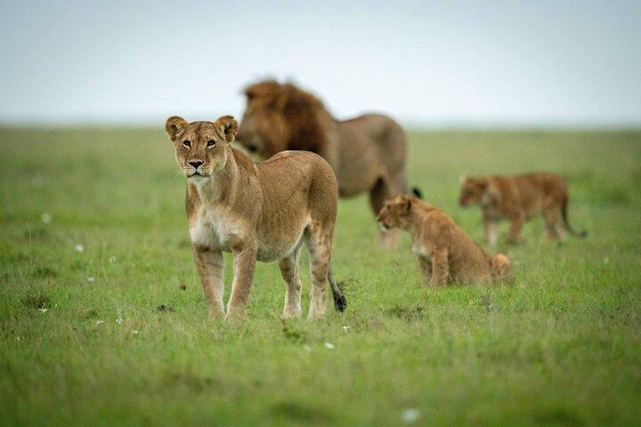 8-Day Private Safari Tour of Kenya from Nairobi