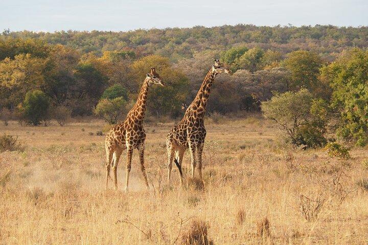 3 Days Masai Mara Safari Adventure by Land Cruiser