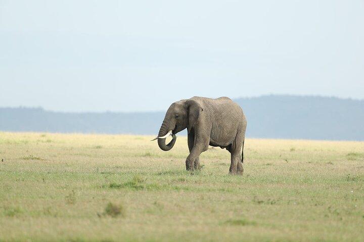 3 Days Masai Mara Safari Adventure by Land Cruiser