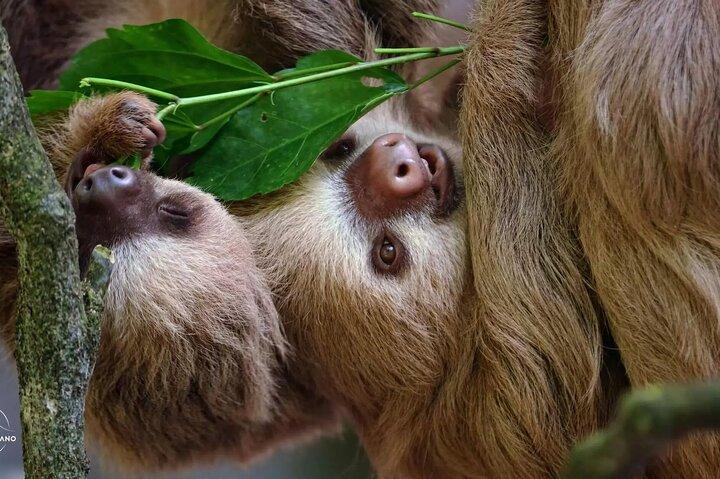 Rio Celeste + Park + Sloth Sanctuary + Chocolate Coffee