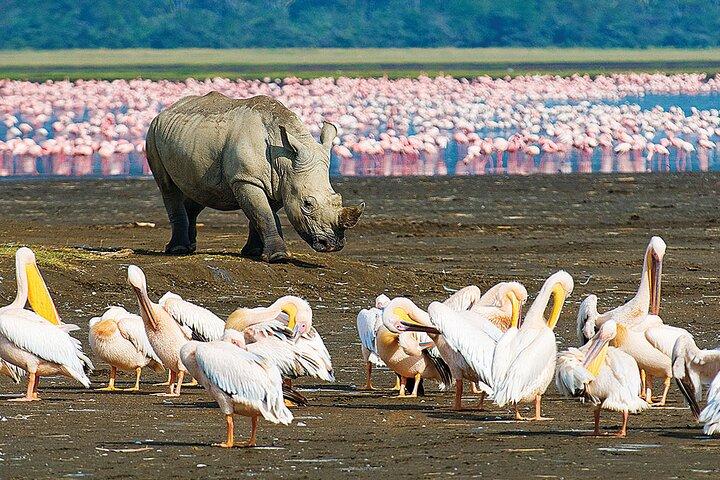4 Days Masai Mara and Lake Nakuru Shared Camping Safari