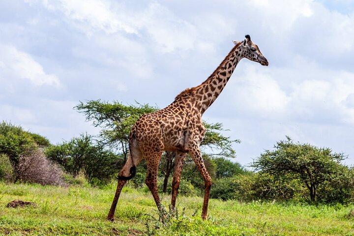 4 Days Masai Mara and Lake Nakuru Shared Camping Safari