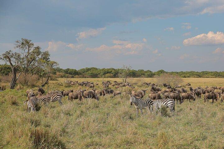 4 Days Masai Mara and Lake Nakuru Shared Camping Safari
