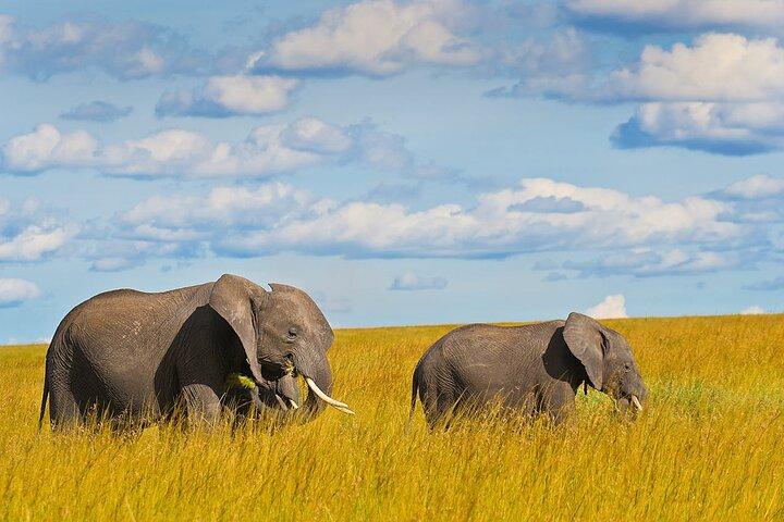 4 Days Masai Mara and Lake Nakuru Shared Camping Safari