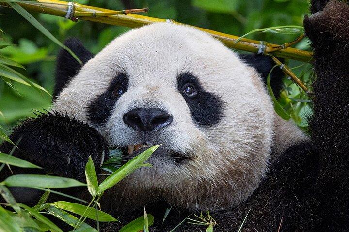 San Diego Zoo 1-Day Pass: Any Day Ticket