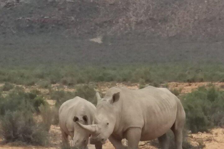 Cape Town Big five Safari Transport, Lunch And Park Fee Inclusive