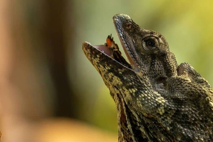 Featherdale Wildlife Park with Exclusive Private Transfers